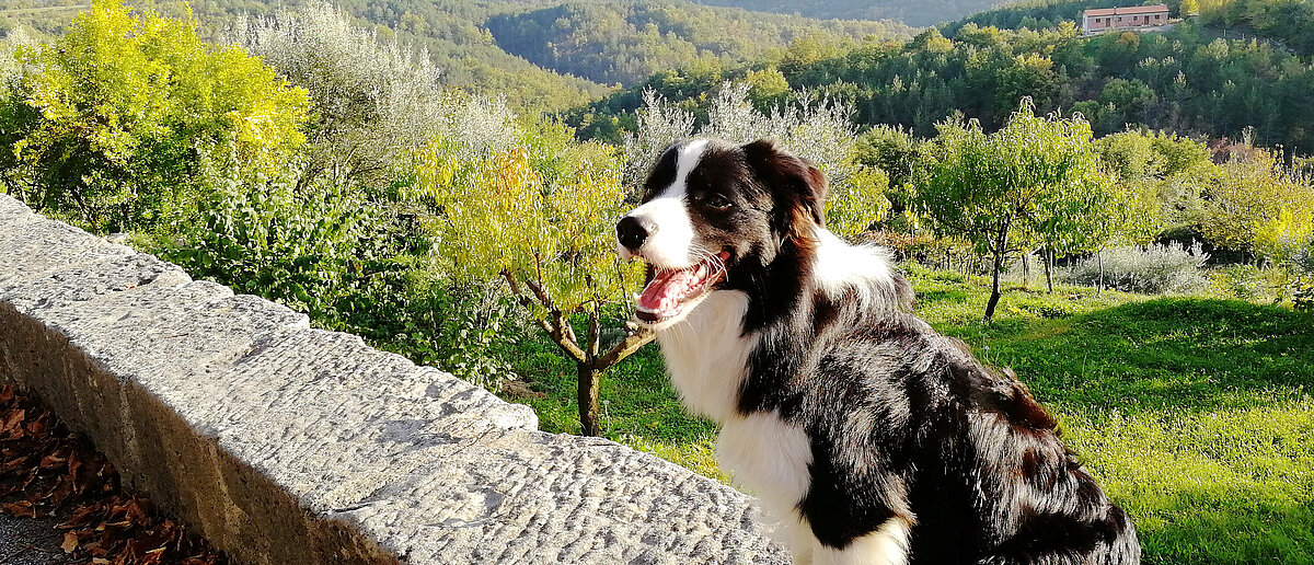 Mit Hund im Campingurlaub