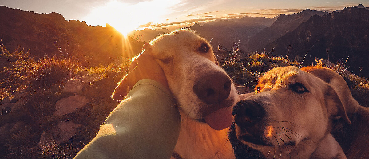 Wanderurlaub mit Hund im Campervan