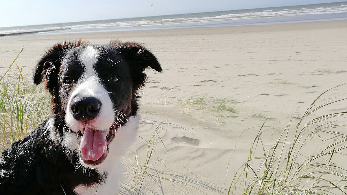 Mit Hund im VANTourer zum Strandurlaub