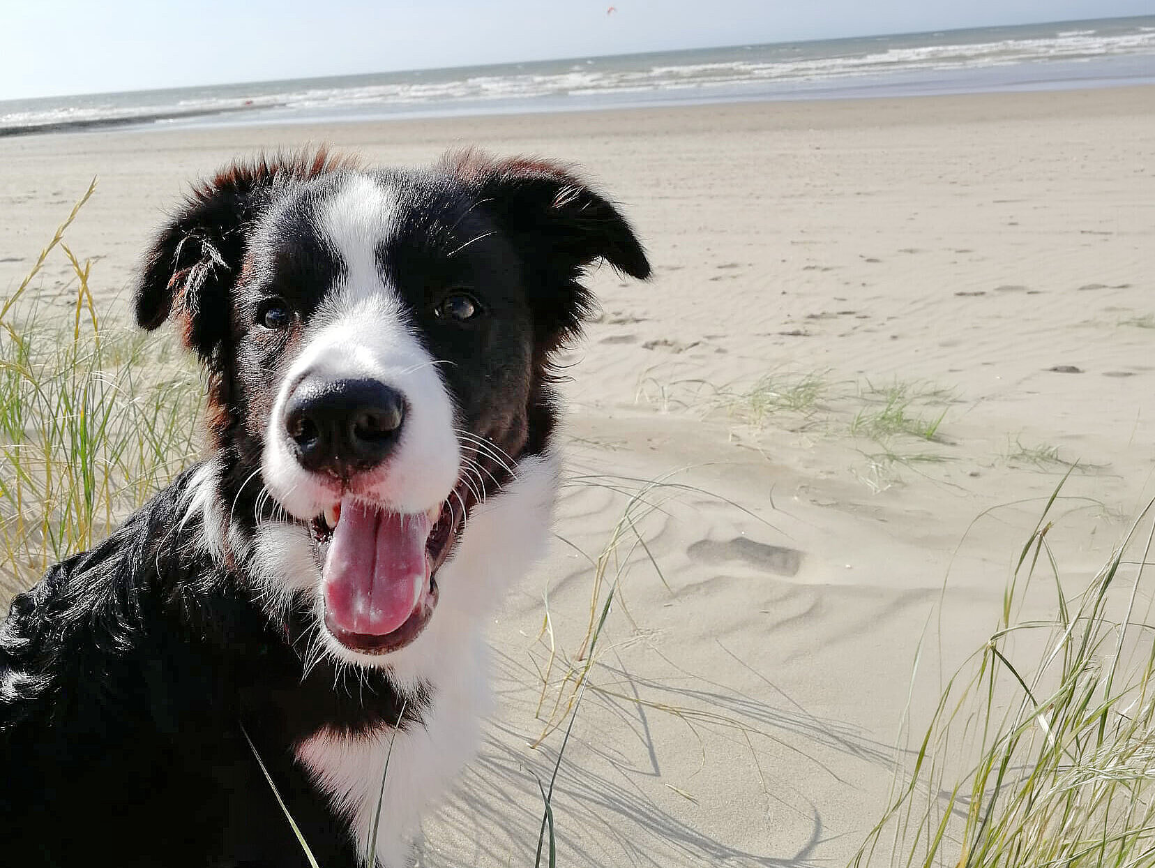 Urlaub mit Hund im Campervan